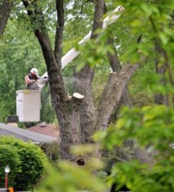 Rochester Tree Service Pros
