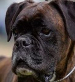 PETS R.I.P