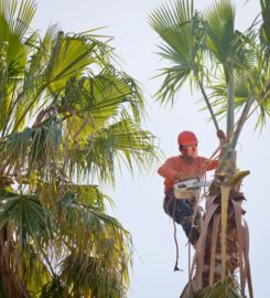 Rochester Tree Service Pros