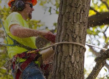 Tree Service Bronx – Cutting & Removal Company