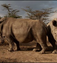 NWR Extinction
