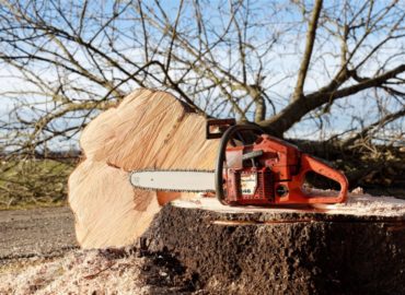 Auburn Ca Tree Service