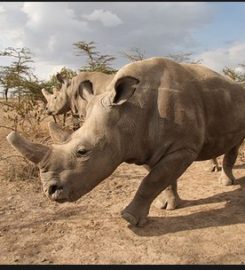 NWR Extinction