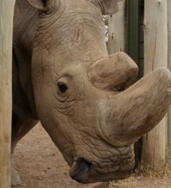 NWR Extinction
