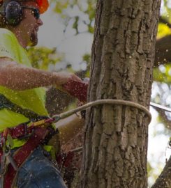 M&M Tree Cutting
