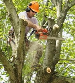 Discount Tree Service Bronx