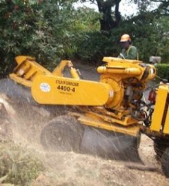 Discount Tree Service Bronx