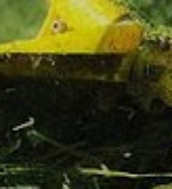 Discount Tree Service Bronx