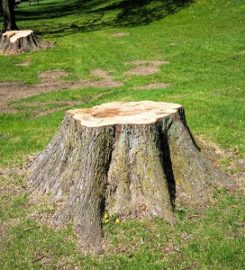 Stamford Tree Pros