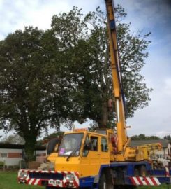 Alpine Tree Surgeons – Basingstoke