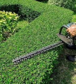 Tree Trimming & Pruning