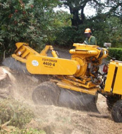 Tree Trimming & Pruning