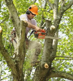 Tree Trimming & Pruning