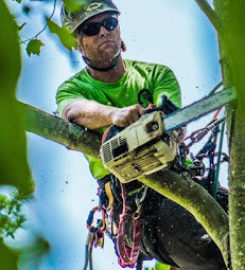 Tree Trimming & Pruning