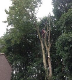 Alpine Tree Surgeons – Basingstoke