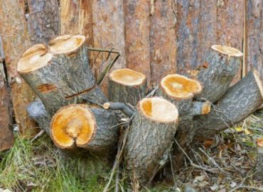 Norwalk Tree Services LLC