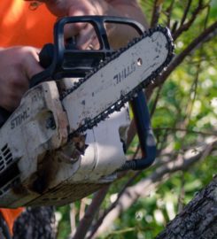 Tree Lopping Brisbane Northside