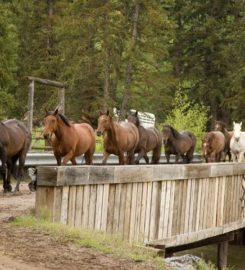 Spotted Horse Ranch