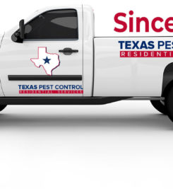 Termite Control San Antonio – Satxpest