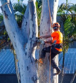 Tree Lopping Brisbane Northside