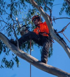 Tree Lopping Brisbane Northside