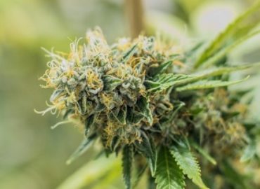 AR MMJ Cards | Arkansas Medical Marijuana Cards