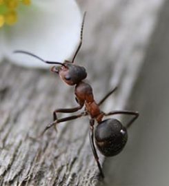 Pest Doctors