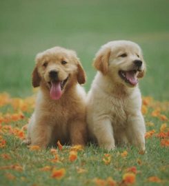 Aurora Mobile Dog Grooming