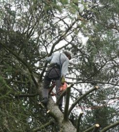 Elite Edmonton Tree Removal