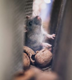 Watts Pest Prevention