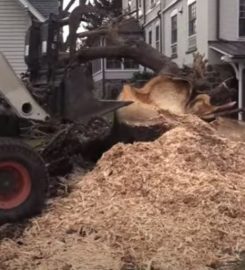 Elite Edmonton Tree Removal