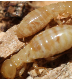 Watts Pest Prevention