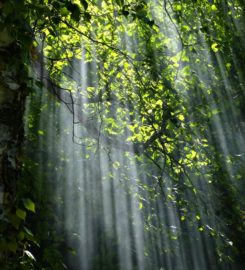 B&H Landscape and Tree Service