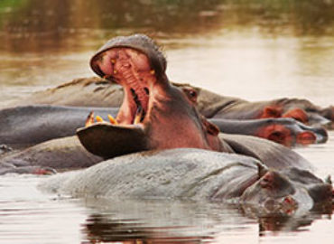 Madukha Tours and Safaris ltd