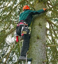 Columbus GA Tree Pros