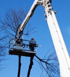 Columbus GA Tree Pros