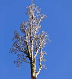Columbus GA Tree Pros