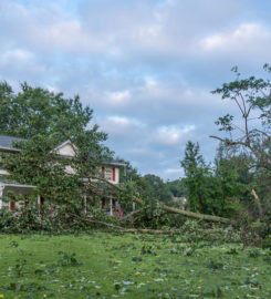 Tree Service Denver