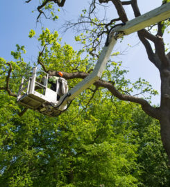 Tree Service Denver