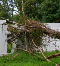 Tree Service Denver