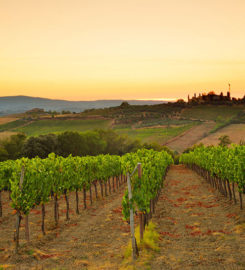Cellars Wine Club