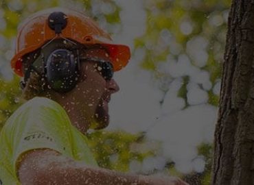 Arborist Melbourne