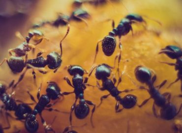 Mesa Pest Control Pros