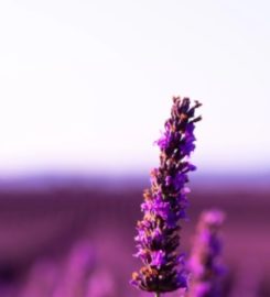 Lavender Laundromat