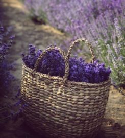 Lavender Laundromat