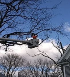 St Lucie Tree Service