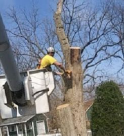 St Lucie Tree Service