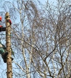Caledon Tree Service