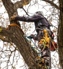 Oshawa Tree Service Ltd.