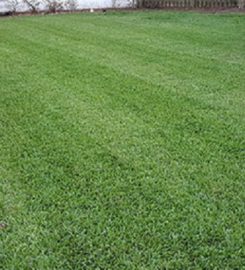 Made in the Shade Landscape Management